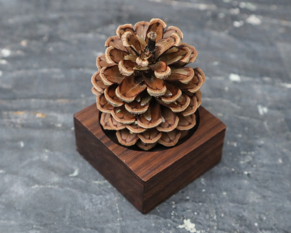 Pinecone Wooden Essential Oil Diffuser-0